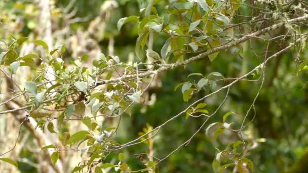 Vireo Warbler Bird Perched Its Back Camera Branch Panama — Vídeo de stock
