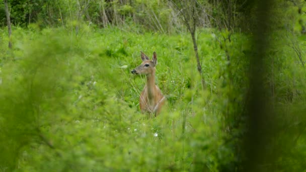 Weibliches Weißschwanzhirsch Steht Auf Wiese Und Schaut Sich Ängstlich Und — Stockvideo