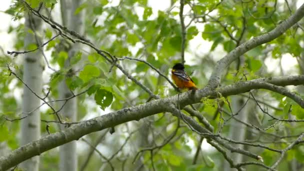 오리올트는 비행하기 나뭇가지에 깃털을 — 비디오