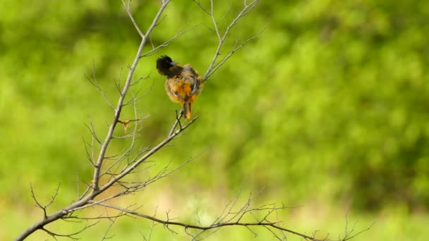 巴尔的摩猎户座 栖息在树枝上环视四周 然后飞离 — 图库视频影像