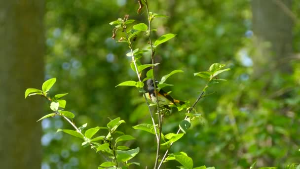 American Redstart Keek Razend Zich Heen Voor Hij Van Tak — Stockvideo