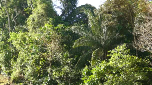 Brave Mantled Howler Monkey Klimmend Tussen Enorme Bomen Jungle Panama — Stockvideo