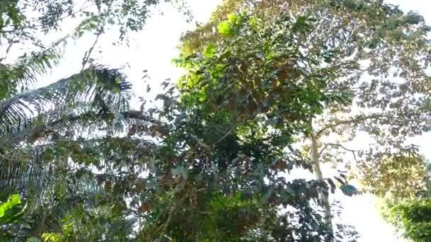 Kosta Rika Yağmur Ormanlarındaki Ağaç Tepelerinde Saklanan Uluyan Maymun Mantolu — Stok video
