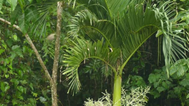 Rufous Backed Wren Flies Cover Palm Tree Branch Middle Rainforest — 비디오