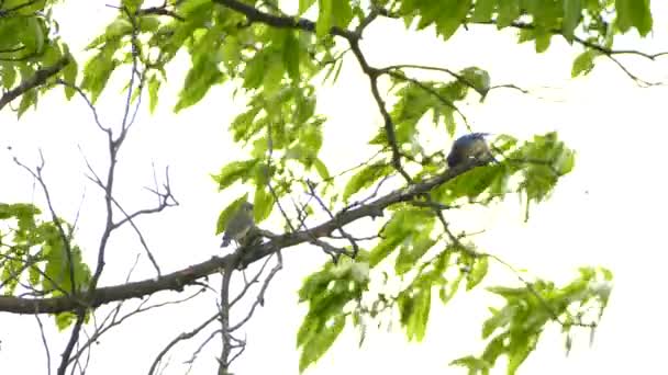 Eastern Mountain Bluebird Family Sitting Tree Branch Mother Bluebird Feeding — Stock Video