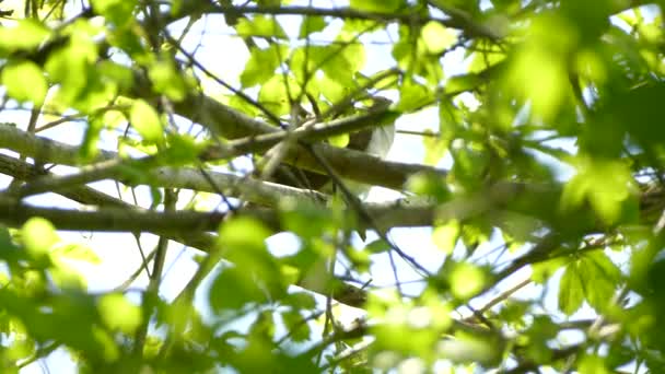 褐色和白色的鸟从绿叶茂密的树枝后面的藏身处逃走了 — 图库视频影像