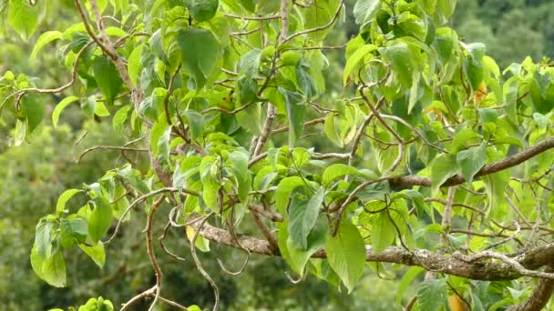 Vireo Svävar Mellan Lummiga Grenar Ett Träd Costa Rica — Stockvideo