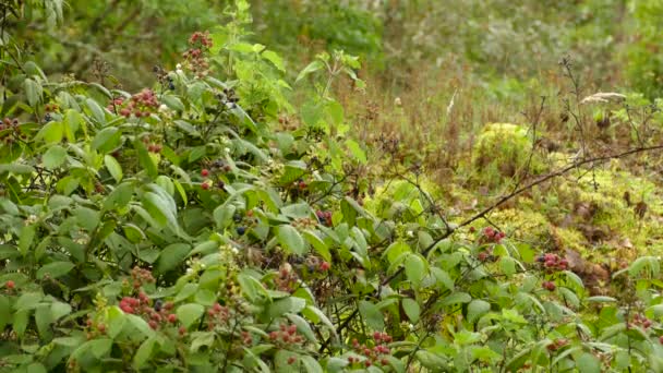 Kolibřík Krmí Bobulemi Jak Vznáší Kolem Podrostu Kostarického Lesa — Stock video