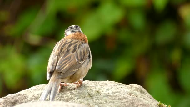 Portret Van Een Rufous Collared Sparrow Zittend Rots — Stockvideo