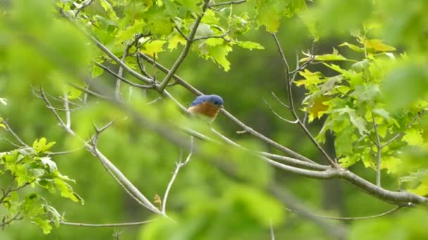 Portrét Malého Barevného Ptáčka Větvi Stromu Východní Hora Bluebird Sedí — Stock video
