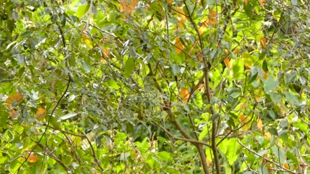 Geel Groen Vireo Springt Tussen Dikke Bladrijke Takken Costa Rica — Stockvideo