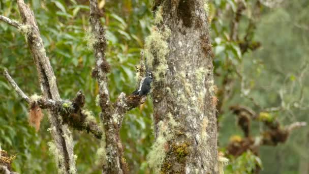 Two White Headed Wood Peckers Perched Mossy Tree Branches Middle — Stockvideo