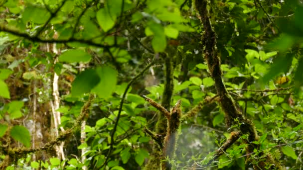 Small Pretty Flycatcher Takes Flight Branches Jungle Trees Costa Rica — Stockvideo