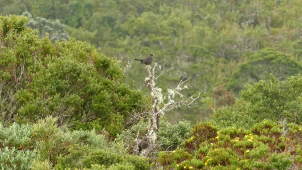 Sooty Thrush Uppe Mossig Trädbil Taket Tät Skog Mitten Costa — Stockvideo