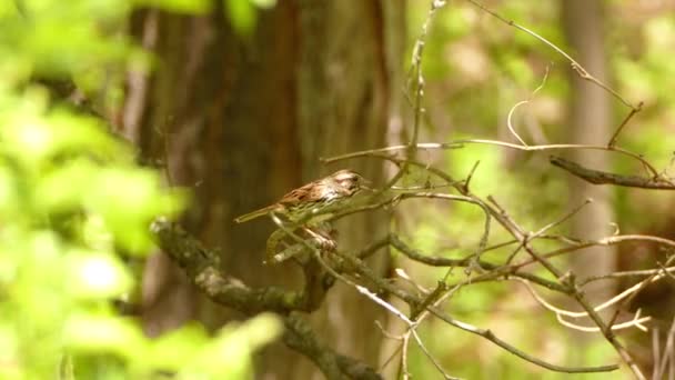 Song Sparrow Оглядаючись Навколо Під Час Сидіння Гілці Перед Зльотом — стокове відео