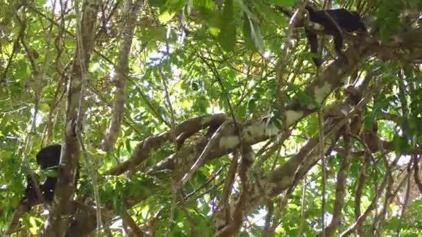 Grown Mantled Howler Monkey Secouant Énormes Branches Avant Sauter Arbre — Video
