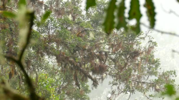 Rufsig Krage Sparv Sporadiskt Svävar Mellan Tress Mitten Dimmig Costa — Stockvideo