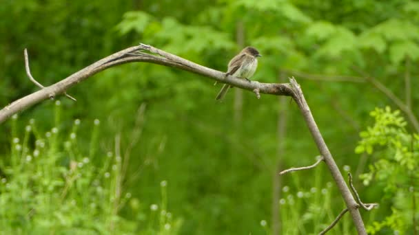 東フィービー鳥は 緑の背景を持つ枝に羽を垂らしています — ストック動画