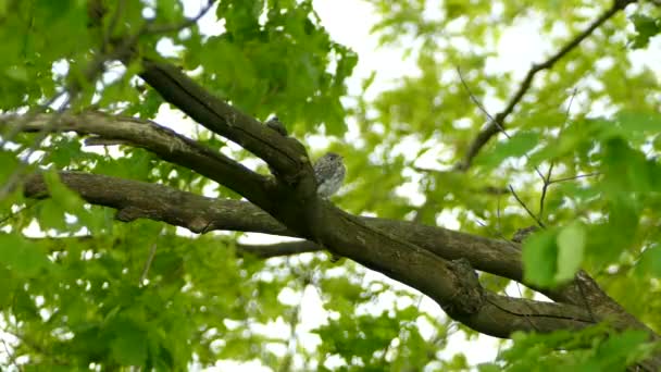 Ανατολικό Βουνό Bluebird Κάθεται Ένα Παχύ Κλαδί Δέντρο Μικρό Γκρι — Αρχείο Βίντεο