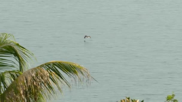 Nisko Latający Pelikan Wznoszący Się Nad Wodami Oceanu Kostaryce Palmami — Wideo stockowe