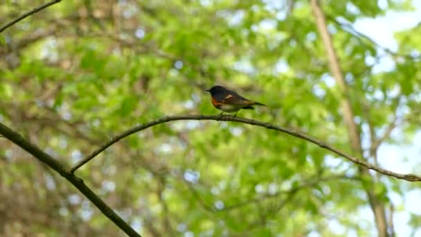 アメリカン リスタート鳥は日当たりの良い森の細い枝に休んで離陸する前に — ストック動画