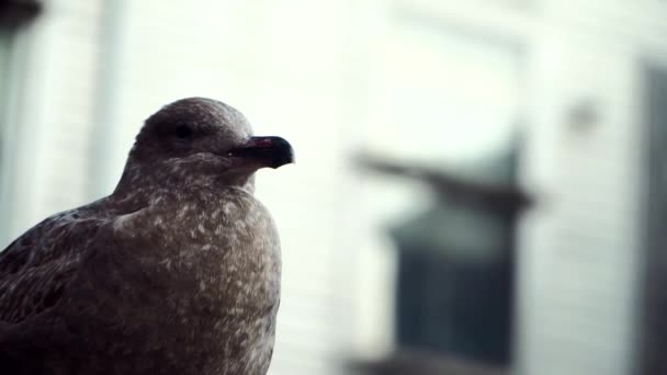 Braune Möwe Schaut Sich Und Schüttelt Den Kopf Pier Portland — Stockvideo