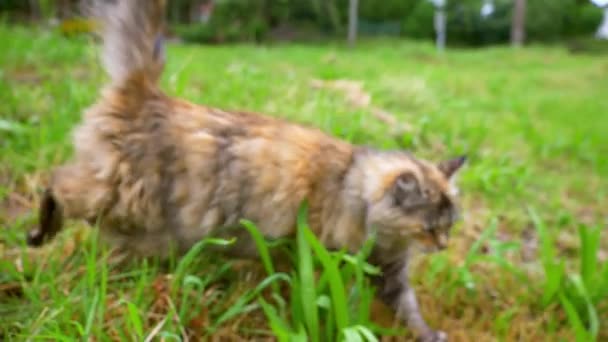 Dies Ist Eine 60Fps Zeitlupenaufnahme Einer Katze Die Gras Läuft — Stockvideo