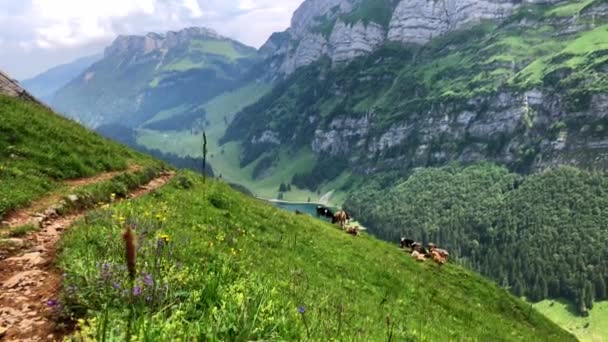 Esta Toma Muestra Toda Belleza Suiza Montañas Vacas Una Ruta — Vídeos de Stock