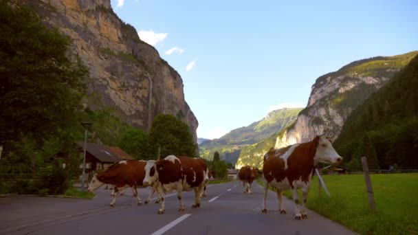 Slow Motion 60Fps Shot Cows Walking Street Farmer Lauterbrunnen Switzerland — Stock Video