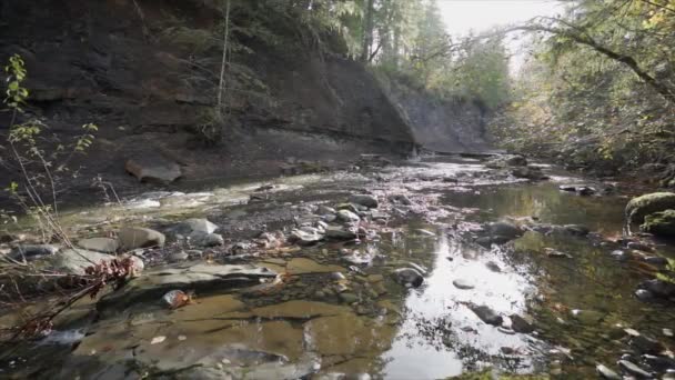 Padella Lenta Riflessi Dall Acqua Autunno Bella Ruscello Foglie Autunno — Video Stock