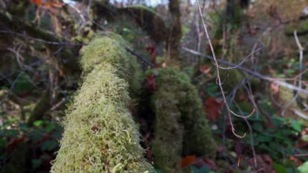 Moving Slowly Mossy Log — Stock Video