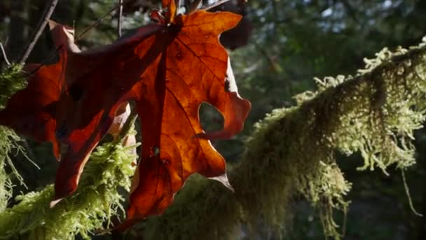 Feuille Mousse Soleil Ralenti — Video