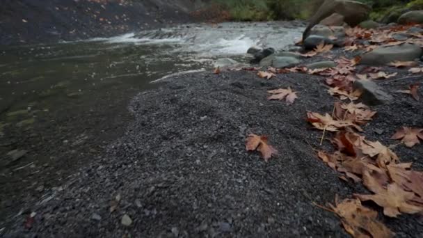 Caminar Largo Orilla Del Río Mostrando Las Hojas Caída Agua — Vídeo de stock