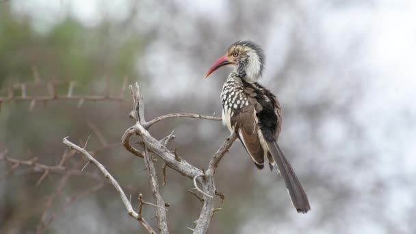 Ein Südlicher Rotschnabel Hornvogel Pflegt Seine Federn Während Auf Einem — Stockvideo