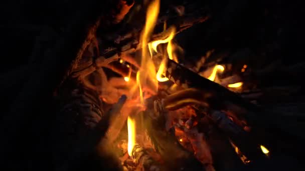 Cooking Hot Dog Camp Fire — Stock Video