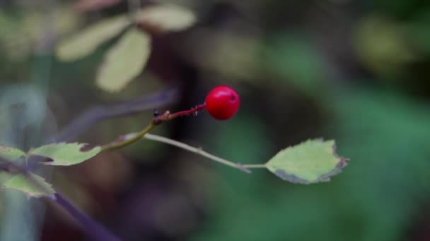 森林中的红浆果 第二版 — 图库视频影像