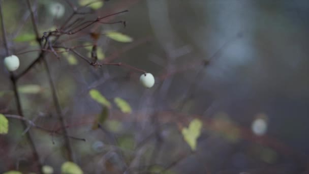 Snöbär Skogen Hösten Slow Motion — Stockvideo