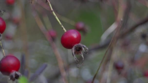 第一版森林里的红色浆果 聚焦游戏 — 图库视频影像