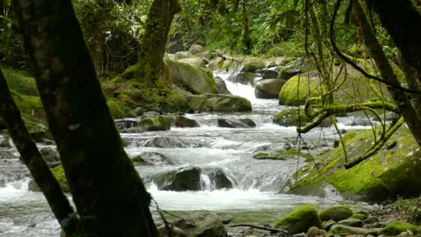 Cascading Water Fall Dark Tropical Forest Surrounded Mossy Rocks Trees — Video Stock