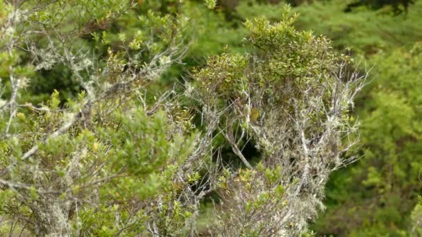 Vackra Gula Och Gröna Fågel Landar Snår Grenar Mitten Vintergröna — Stockvideo