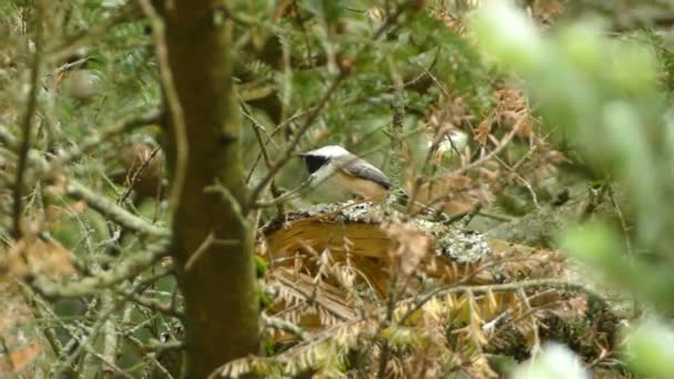 Small Black White Chickadee Perches Downed Log Middle Evergreen Forest — Stock Video