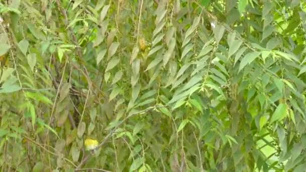 Pulcino Giallo Verde Decolla Dai Rami Boschivi Della Foresta Pluviale — Video Stock