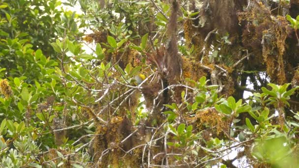 斑斑的黄色和棕色的鸟在起飞前在苔藓树上清洁自己 — 图库视频影像