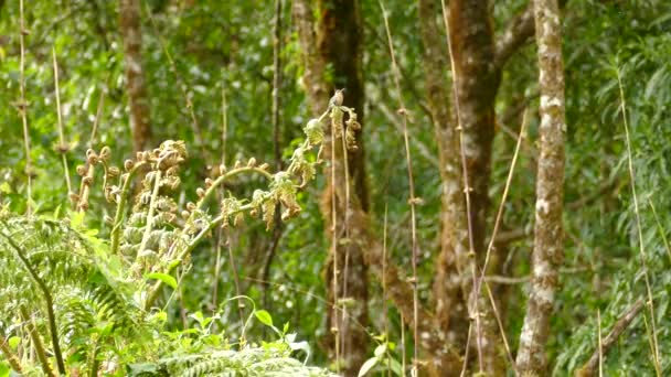 茂密的热带雨林风景的稳定镜头 — 图库视频影像