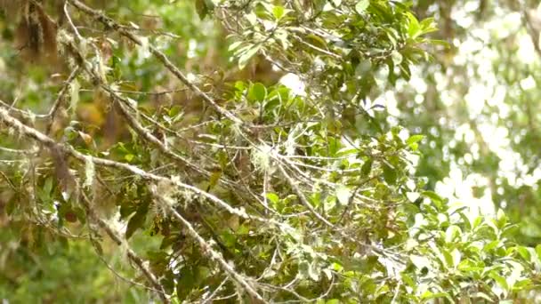 병아리가 나뭇잎 사라지기 나뭇가지 아래로 내립니다 — 비디오