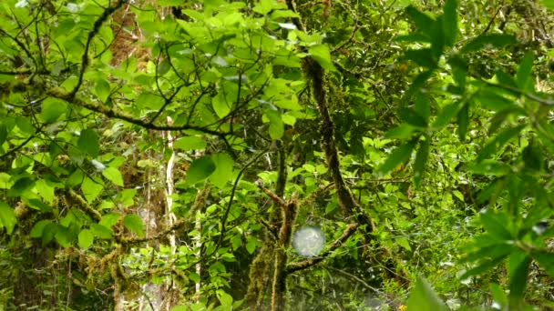 의작은 이무성 우림에 나뭇가지에서 날아간다 — 비디오