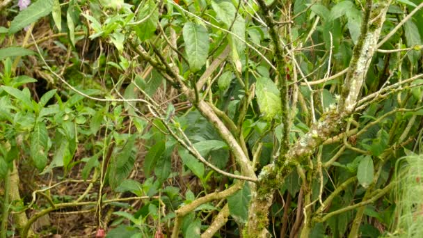 Uccello Ronzio Verde Smeraldo Appollaiato Ramo Arbusto Mezzo Sottobosco Della — Video Stock