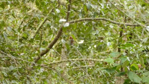 斑斑的褐色 橙色和红色的鸟从树枝上起飞 背对着摄像机 — 图库视频影像