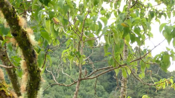 Malý Žlutý Zelený Ptáček Létá Mezi Větvemi Stromu Deštném Pralese — Stock video