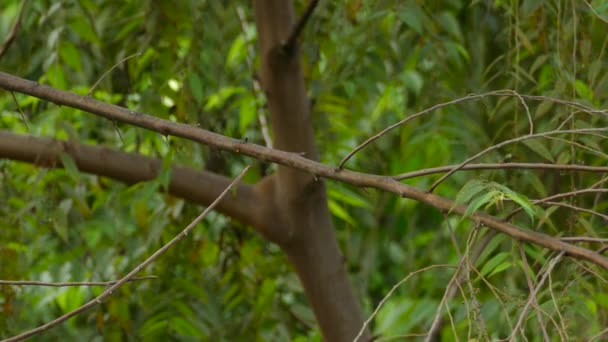 Szary Biały Uderzający Ptak Vireo Ucieka Gałęzi Środku Lasu — Wideo stockowe